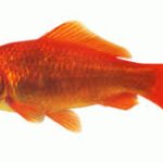 Kerti tavi aranyhal 20-25cm