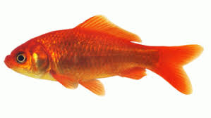 Kerti tavi aranyhal 10-12cm