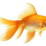 Kerti tavi aranyhal fátyolos 10-12cm