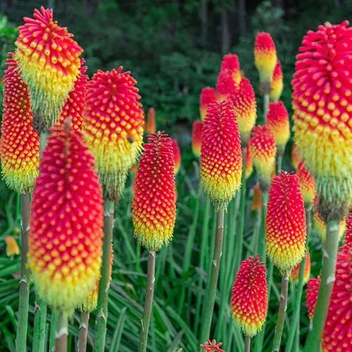 Kniphofia-Flamenco-furtos-faklyaliliom Kniphofia ‘Flamenco’ – fürtös fáklyaliliom
