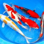 Koi Ponty handpick 10-12cm