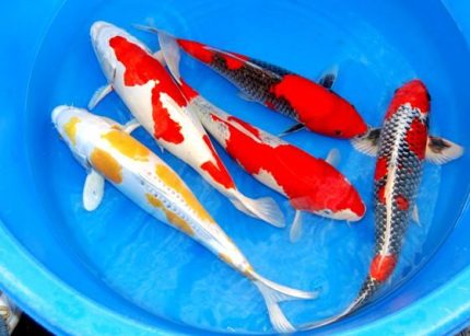 Koi Ponty handpick 35-40cm