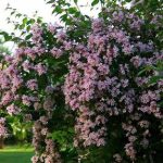 Kolkwitzia amabilis -