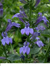 LOBELIA_SYPHILITICA Lobelia Shyphilitica kerti tavi növény - Image 1
