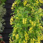 Laburnum anagyroides 'Yellow Rocket' -