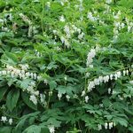 Lamprocapnos (syn. Dicentra) spectabilis 'Alba' (Nagy szívvirág)
