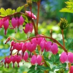 Lamprocapnos (syn. Dicentra) spectabilis (Nagy szívvirág)