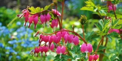Lamprocapnos (syn. Dicentra) spectabilis (Nagy szívvirág)