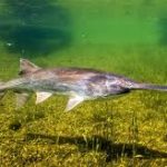 Lapátorrú tok kerti tavi hal 20-25cm