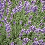 Lavandula × intermedia 'Grappenhall' (Angol levendula)