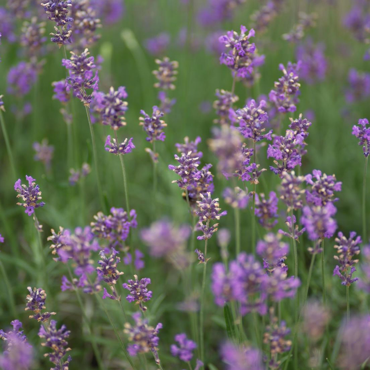 LavandulaIntermediaFragrantMemories Lavandula × intermedia 'Fragrant Memories' (Angol levendula)