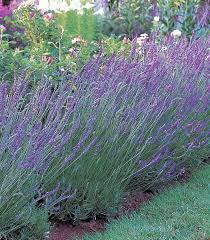 Lavandula × intermedia 'Grosso' (Angol levendula)