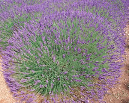 Lavandula × intermedia 'Phenomenal' (Angol levendula)