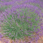 Lavandula × intermedia 'Phenomenal' (Angol levendula)