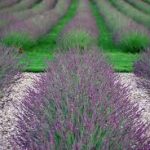 Lavandula × intermedia 'Pure Platinum' (Angol levendula)