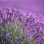 Lavandula angustifolia 'Arabian Nights' (Francia levendula)