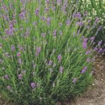 Lavandula angustifolia 'Dwarf Blue' (Francia levendula)