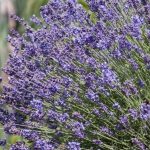 Lavandula angustifolia 'Hidcote' (Francia levendula)