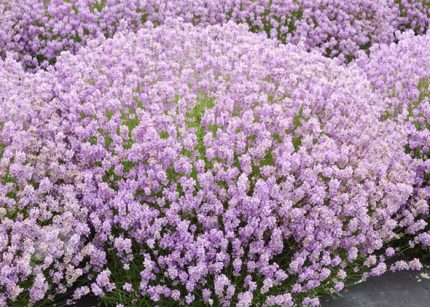 Lavandula angustifolia 'Hidcote Pink' (Francia levendula)