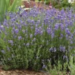 Lavandula angustifolia 'Munstead' (Francia levendula)