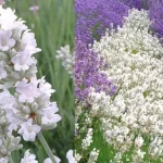Lavandula angustifolia 'Nana Alba' (Francia levendula)