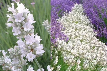 Lavandula angustifolia 'Nana Alba' (Francia levendula)