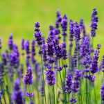 Lavandula angustifolia 'Nana Atropurpurea' (Francia levendula)