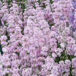 Lavandula angustifolia 'Rosea' (Francia levendula)