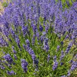 Lavandula angustifolia 'Twickel Purple' (Francia levendula)