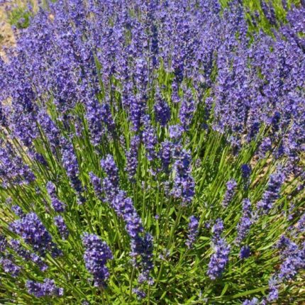 Lavandula angustifolia 'Twickel Purple' (Francia levendula)