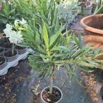 Nerium oleander Törzses fehér