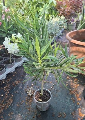 Nerium oleander Törzses fehér
