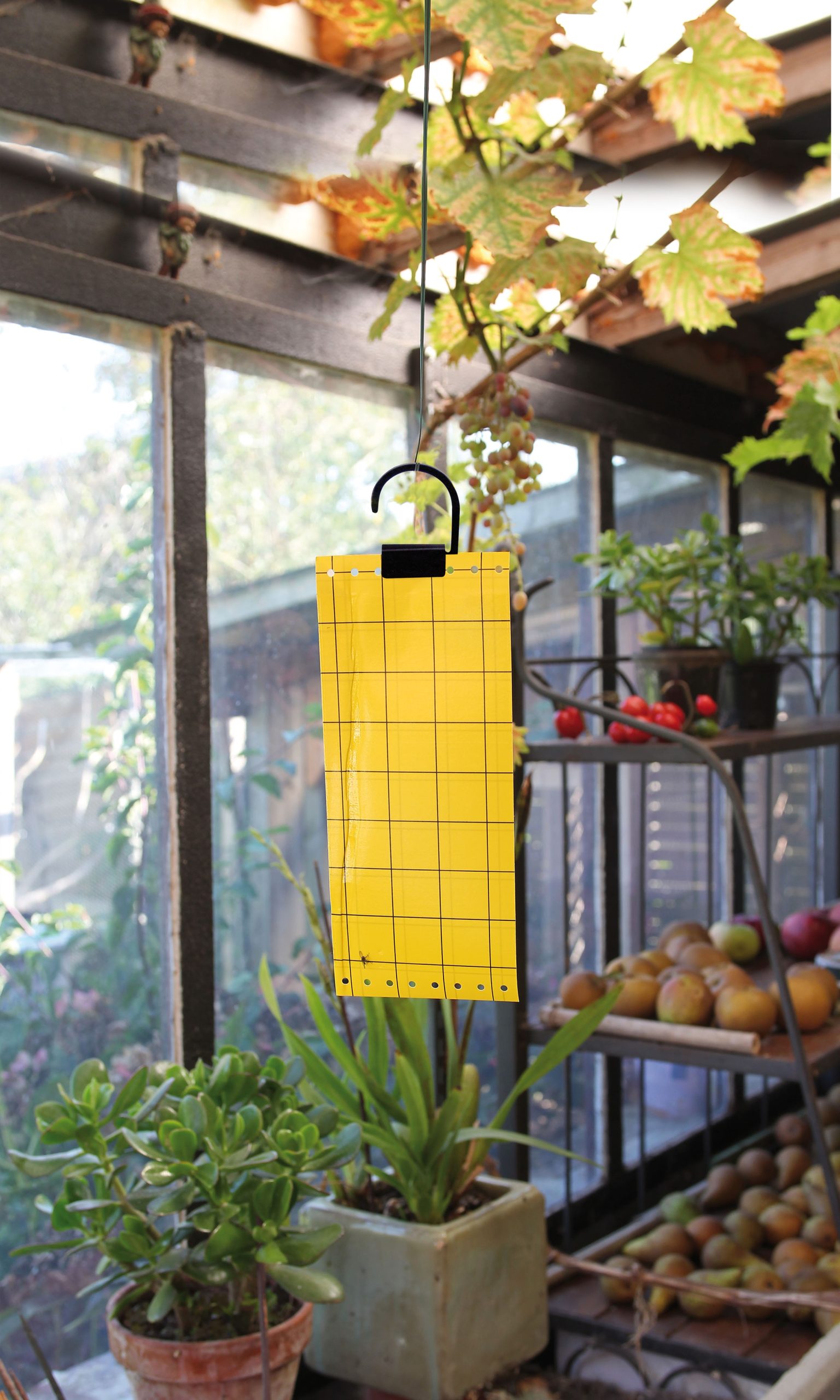 Legyfogo_papir5db-os Légyfogó papír5db-os