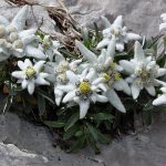 Leontopodium alpinum (Havasi gyopár)