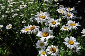Leucanthemum × superbum 'Becky' (Margaréta)