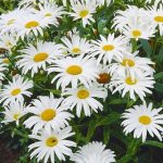 Leucanthemum vulgare 'Maikönigin' (Margaréta)