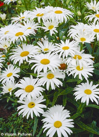 Leucanthemum vulgare 'Maikönigin' (Margaréta)