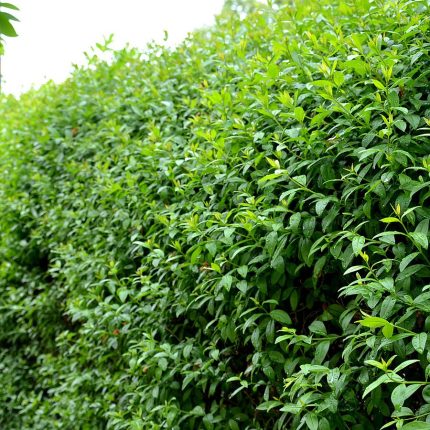 Ligustrum ovalifolium 'Green Diamond'® - Télizöld fagyal