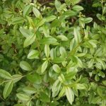 Ligustrum vulgare - Lombhullató fagyal