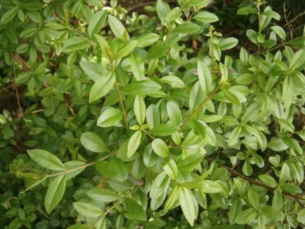 Ligustrum vulgare - Lombhullató fagyal