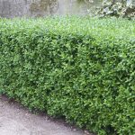 Ligustrum vulgare 'Atrovirens' -
