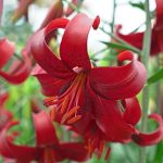 Lilium  'Red Velvet' (Liliom)