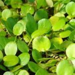 Limnobium - kerti tavi úszónövény