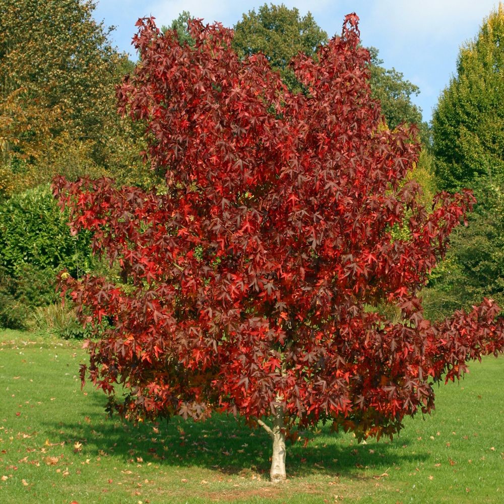 Liquidambar_styraciflua Liquidambar styraciflua