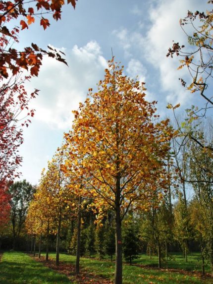 Liriodendron tulipifera