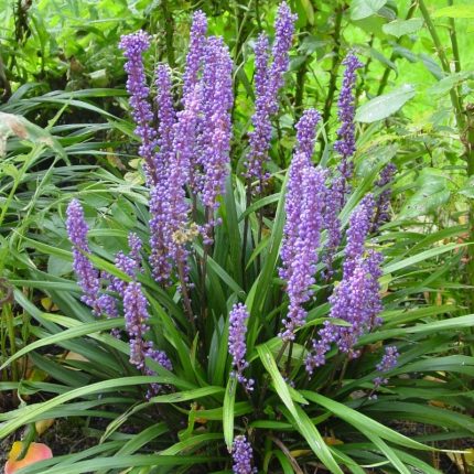 Liriope muscari 'Big Blue' (Gyöngyikés gyeplilom)