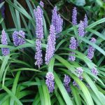 Liriope muscari  (Gyöngyikés gyeplilom)