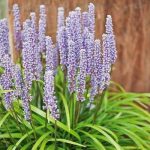Liriope muscari 'Ingwersen' (Gyöngyikés gyepliliom)