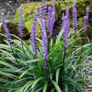 Liriope muscari 'Royal Purple' (Gyöngyikés gyepliliom)
