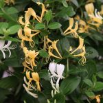 Lonicera  japonica 'Halliana' - Fehér-sárga virágú japán kúszólonc
